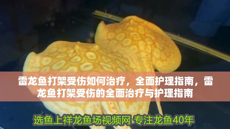 雷龍魚打架受傷如何治療，全面護理指南，雷龍魚打架受傷的全面治療與護理指南