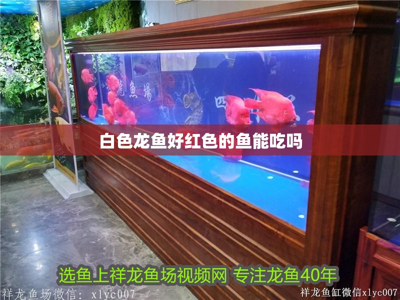 白色龍魚好紅色的魚能吃嗎