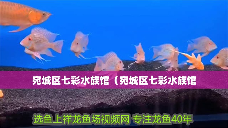 宛城區七彩水族館（宛城區七彩水族館