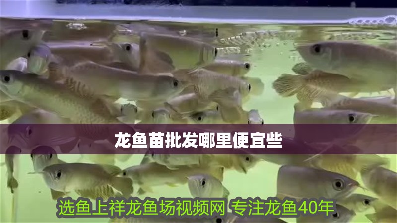 龍魚苗批發(fā)哪里便宜些