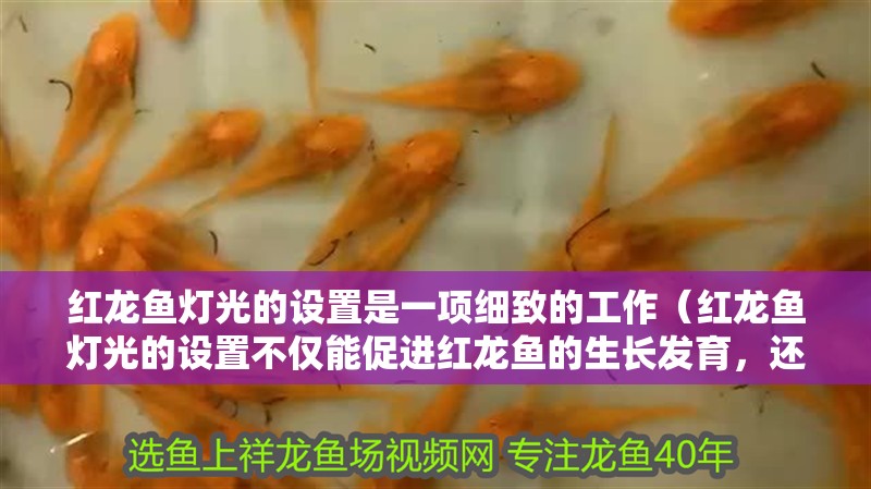 紅龍魚燈光的設置是一項細致的工作（紅龍魚燈光的設置不僅能促進紅龍魚的生長發育，還能展現最佳色澤）