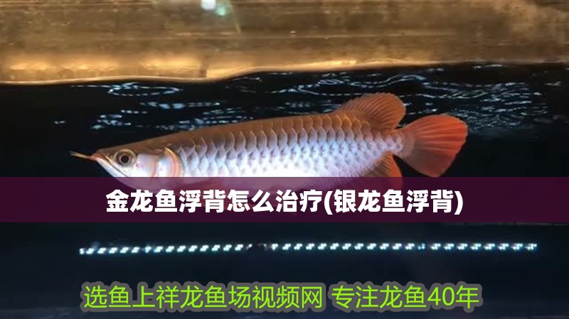 金龍魚浮背怎么治療(銀龍魚浮背)