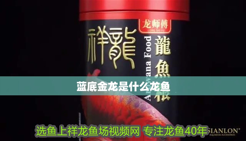藍底金龍是什么龍魚
