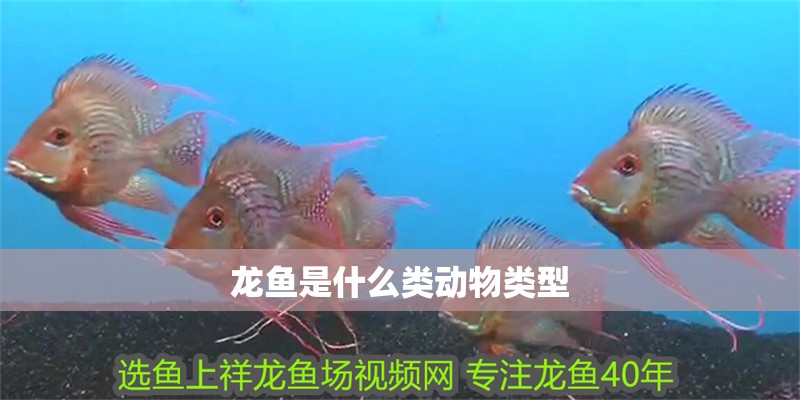 龍魚是什么類動物類型