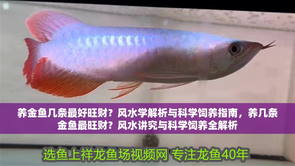 養金魚幾條最好旺財？風水學解析與科學飼養指南，養幾條金魚最旺財？風水講究與科學飼養全解析