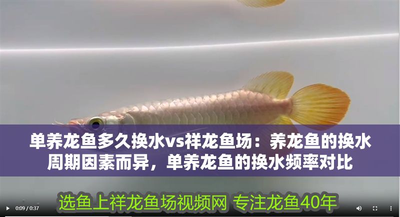 單養(yǎng)龍魚多久換水vs祥龍魚場：養(yǎng)龍魚的換水周期因素而異，單養(yǎng)龍魚的換水頻率對比