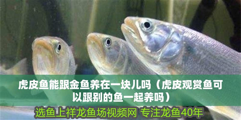 印尼虎魚多少溫度飼養最好:印尼虎魚多少溫度飼養最好印尼虎魚多少溫度飼養最好 虎皮魚能跟金魚養在一塊兒嗎(虎皮觀賞魚可以跟別的魚一起養嗎) 虎魚百科 虎皮魚能跟金魚養在一塊兒嗎(虎皮觀賞魚可以跟別的魚一起養嗎) 虎皮魚能跟金魚養在一塊兒嗎(虎皮觀賞魚可以跟別的魚一起養嗎) 虎魚百科
