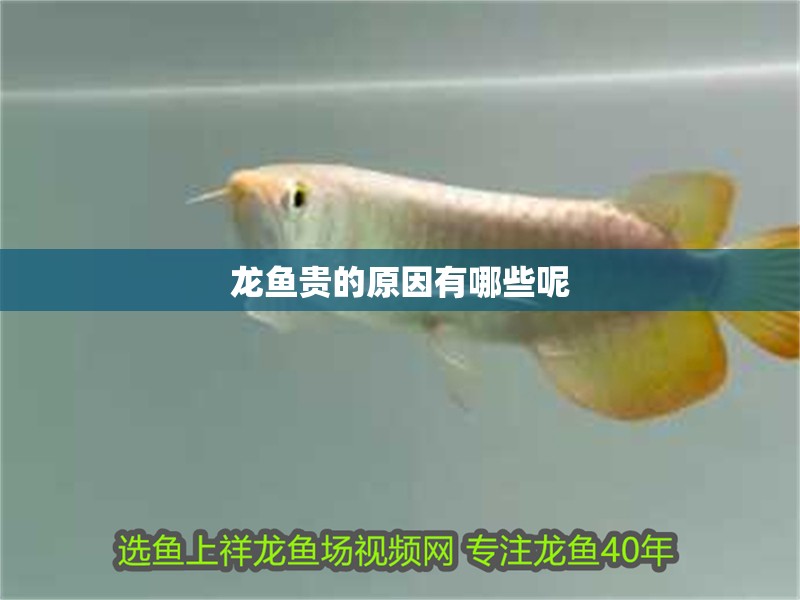 龍魚(yú)貴的原因有哪些呢 龍魚(yú)百科 龍魚(yú)貴的原因有哪些呢 龍魚(yú)貴的原因有哪些呢 龍魚(yú)百科