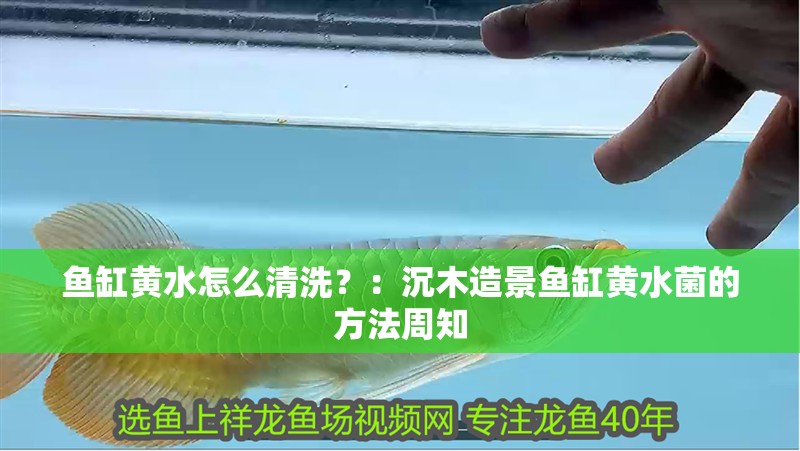魚缸黃水怎么清洗？：沉木造景魚缸黃水菌的方法周知