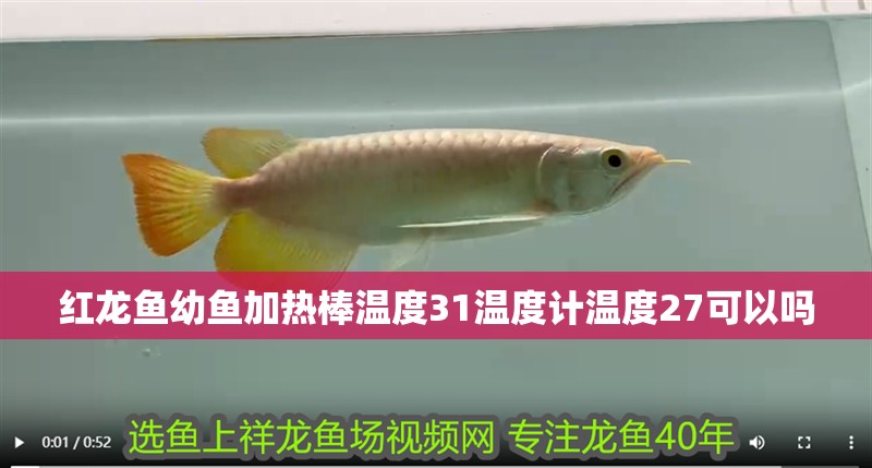 紅龍魚幼魚加熱棒溫度31溫度計溫度27可以嗎