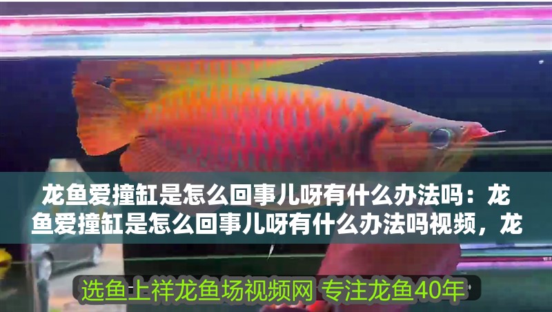 龍魚愛撞缸是怎么回事兒呀有什么辦法嗎：龍魚愛撞缸是怎么回事兒呀有什么辦法嗎視頻，龍魚頻繁撞缸原因解析及有效