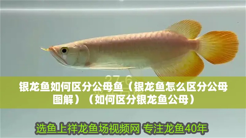 銀龍魚如何區分公母魚（銀龍魚怎么區分公母圖解）（如何區分銀龍魚公母）