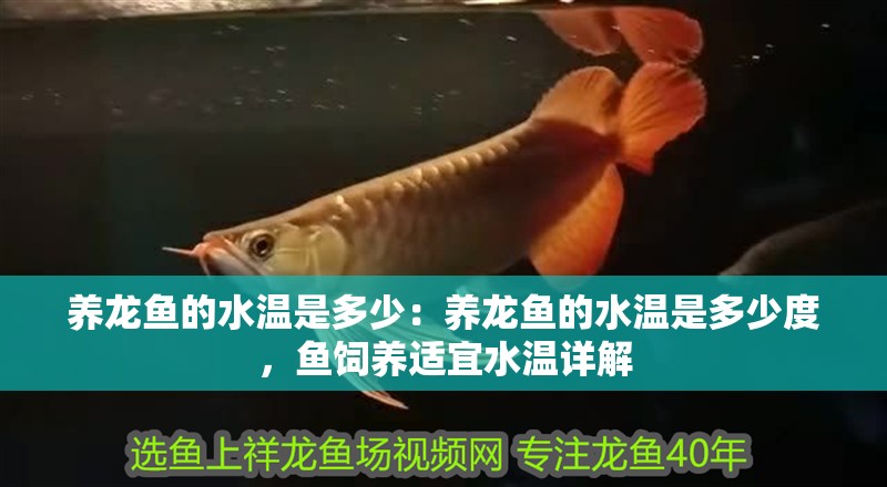 養龍魚的水溫是多少：養龍魚的水溫是多少度，魚飼養適宜水溫詳解 養龍魚的水溫是多少：養龍魚的水溫是多少度，魚飼養適宜水溫詳解 水族問答
