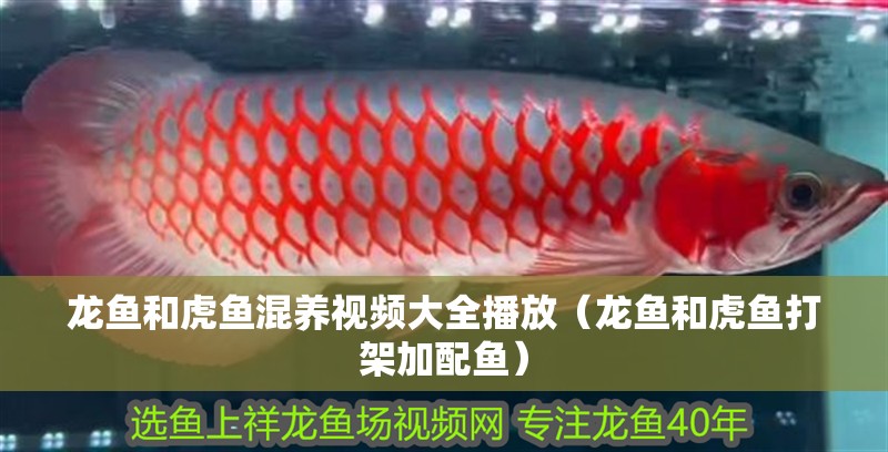 龍魚和虎魚混養(yǎng)視頻大全播放（龍魚和虎魚打架加配魚）