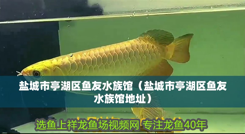 鹽城市亭湖區魚友水族館（鹽城市亭湖區魚友水族館地址） 鹽城市亭湖區魚友水族館（鹽城市亭湖區魚友水族館地址） 全國水族館企業名錄 第2張