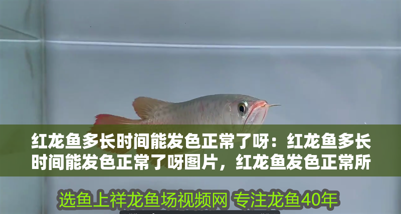紅龍魚多長時間能發色正常了呀：紅龍魚多長時間能發色正常了呀圖片，紅龍魚發色正常所需時長全