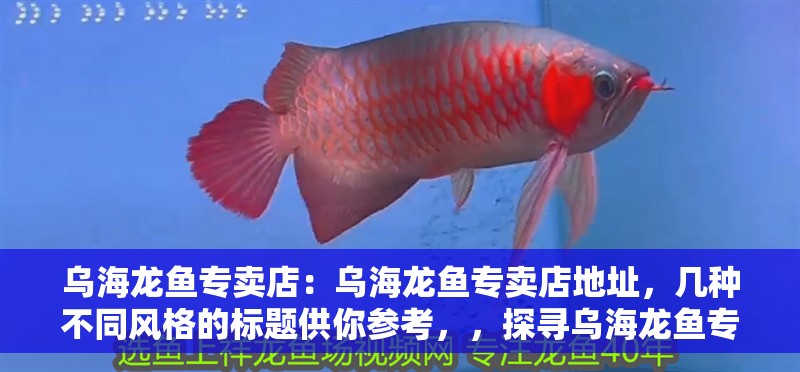 烏海龍魚專賣店：烏海龍魚專賣店地址，幾種不同風格的標題供你參考，，探尋烏海龍魚專賣店具體地址！，速看！烏海龍魚專賣店在哪里？，解鎖烏海龍