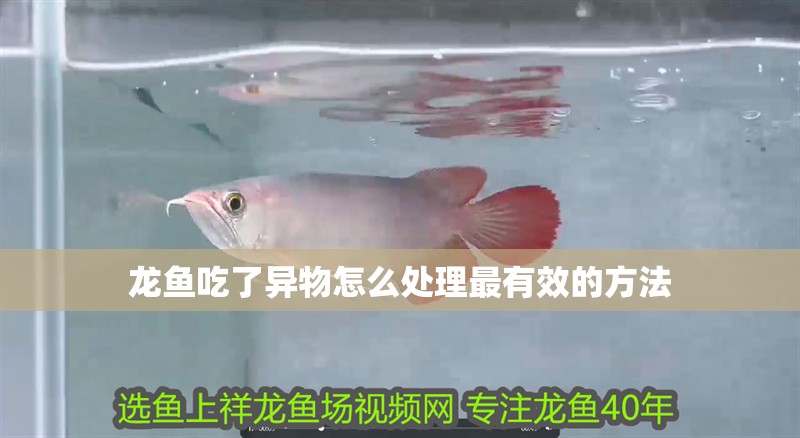 龍魚(yú)吃了異物怎么處理最有效的方法 龍魚(yú)吃了異物怎么處理最有效的方法 龍魚(yú)百科 第4張