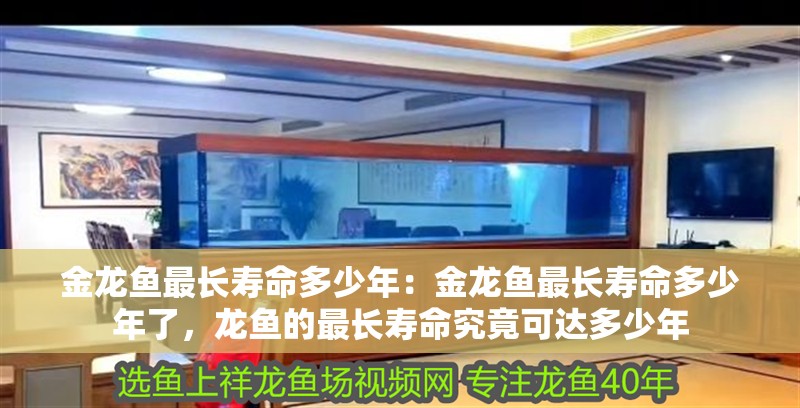 金龍魚最長壽命多少年：金龍魚最長壽命多少年了，龍魚的最長壽命究竟可達多少年