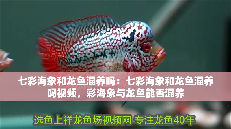 七彩海象和龍魚混養嗎：七彩海象和龍魚混養嗎視頻，彩海象與龍魚能否混養