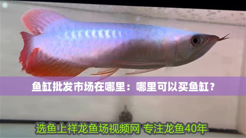 魚缸批發市場在哪里：哪里可以買魚缸？
