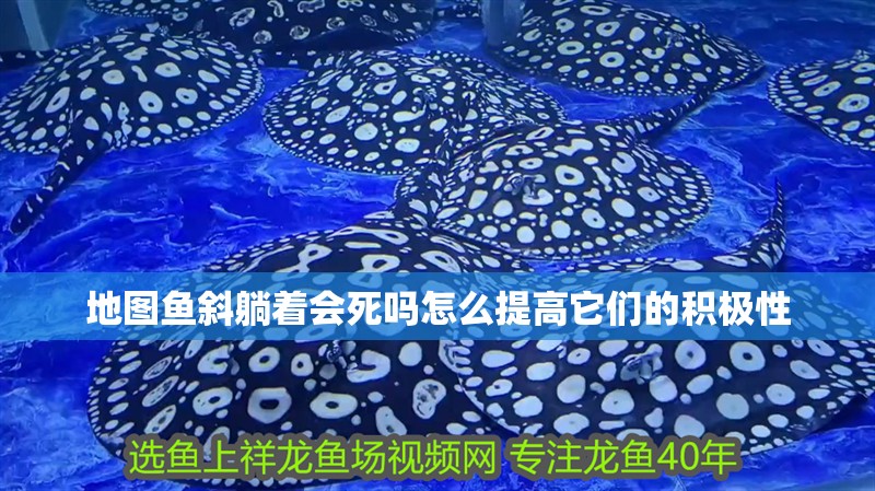 地圖魚斜躺著會死嗎怎么提高它們的積極性