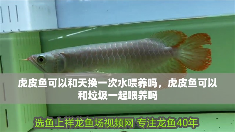 虎皮魚可以和天換一次水喂養嗎，虎皮魚可以和垃圾一起喂養嗎