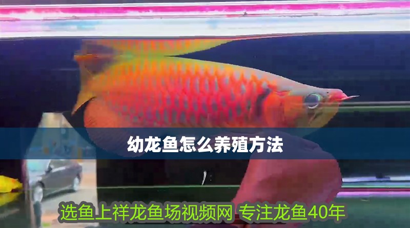 幼龍魚怎么養殖方法