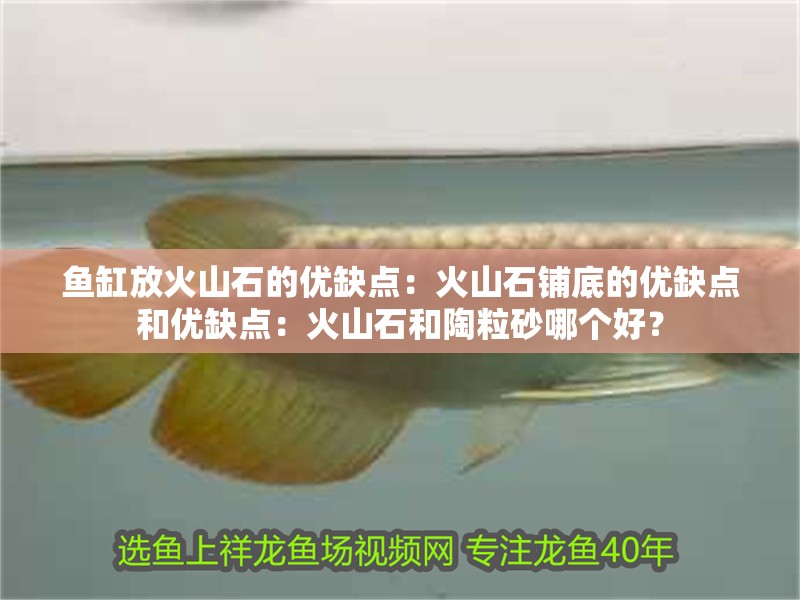 魚缸放火山石的優缺點：火山石鋪底的優缺點和優缺點：火山石和陶粒砂哪個好？
