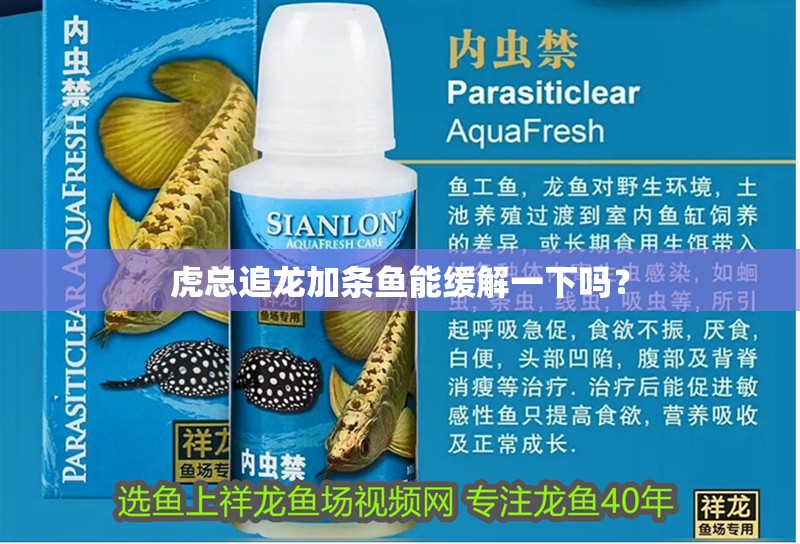 虎總追龍加條魚能緩解一下嗎？