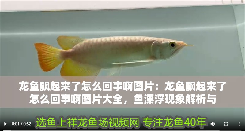 龍魚飄起來了怎么回事啊圖片：龍魚飄起來了怎么回事啊圖片大全，魚漂浮現象解析與