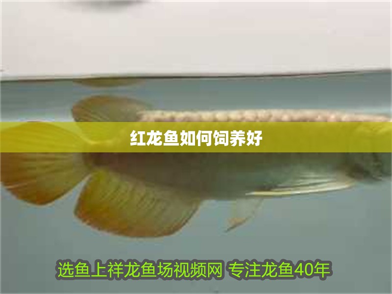 紅龍魚如何飼養好