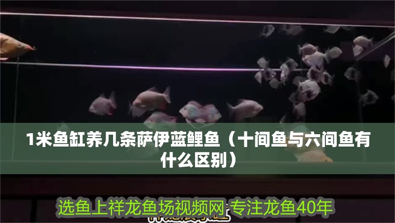 1米魚缸養幾條薩伊藍鯉魚（十間魚與六間魚有什么區別）