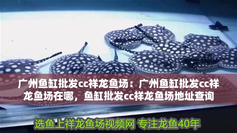 廣州魚缸批發cc祥龍魚場：廣州魚缸批發cc祥龍魚場在哪，魚缸批發cc祥龍魚場地址查詢