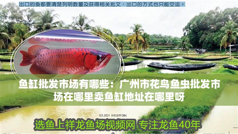 魚缸批發(fā)市場有哪些：廣州市花鳥魚蟲批發(fā)市場在哪里賣魚缸地址在哪里呀