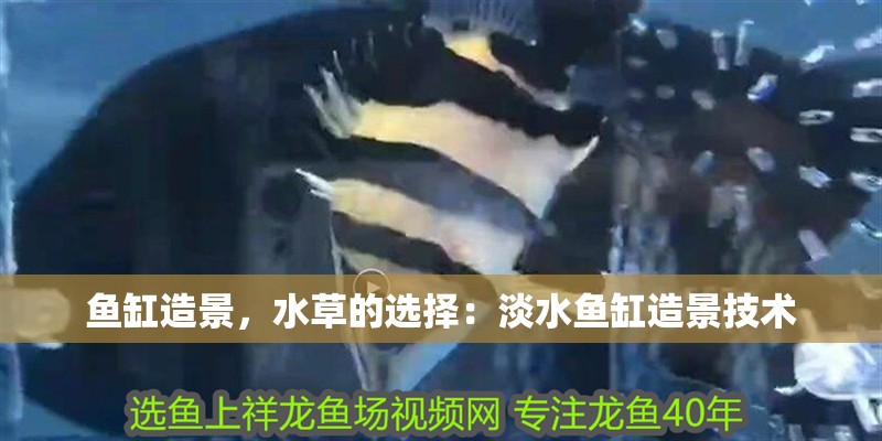 魚(yú)缸造景，水草的選擇：淡水魚(yú)缸造景技術(shù)
