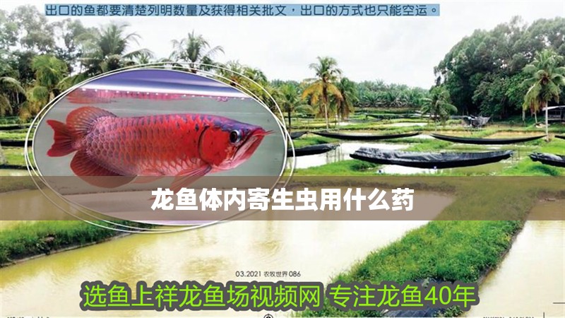 龍魚體內寄生蟲用什么藥
