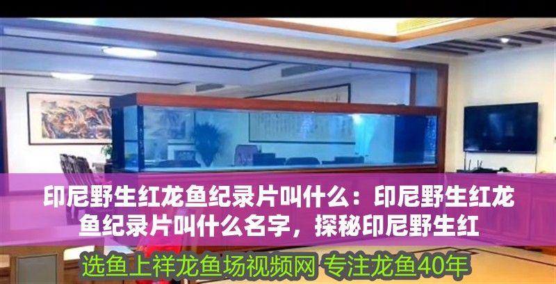 印尼野生紅龍魚紀錄片叫什么：印尼野生紅龍魚紀錄片叫什么名字，探秘印尼野生紅