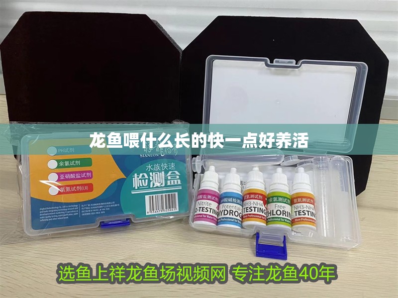 龍魚喂什么長的快一點好養活