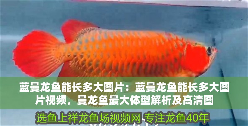 藍曼龍魚能長多大圖片：藍曼龍魚能長多大圖片視頻，曼龍魚最大體型解析及高清圖