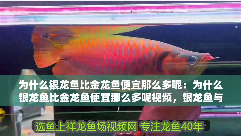為什么銀龍魚比金龍魚便宜那么多呢：為什么銀龍魚比金龍魚便宜那么多呢視頻，銀龍魚與金龍魚價格差異