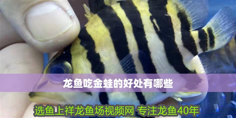 龍魚吃金蛙的好處有哪些