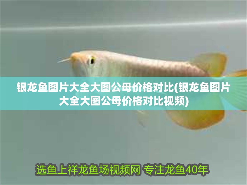 銀龍魚圖片大全大圖公母價格對比(銀龍魚圖片大全大圖公母價格對比視頻)