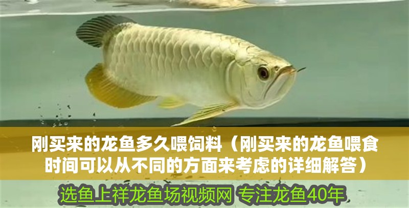 剛買(mǎi)來(lái)的龍魚(yú)多久喂飼料(剛買(mǎi)來(lái)的龍魚(yú)喂食時(shí)間可以從不同的方面來(lái)考慮的詳細(xì)解答) 龍魚(yú)百科 剛買(mǎi)來(lái)的龍魚(yú)多久喂飼料(剛買(mǎi)來(lái)的龍魚(yú)喂食時(shí)間可以從不同的方面來(lái)考慮的詳細(xì)解答) 剛買(mǎi)來(lái)的龍魚(yú)多久喂飼料(剛買(mǎi)來(lái)的龍魚(yú)喂食時(shí)間可以從不同的方面來(lái)考慮的詳細(xì)解答) 龍魚(yú)百科