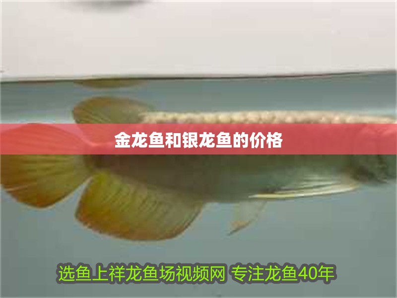 金龍魚和銀龍魚的價格