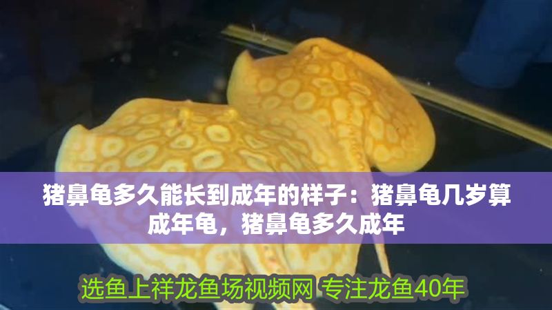 豬鼻龜多久能長到成年的樣子：豬鼻龜幾歲算成年龜，豬鼻龜多久成年