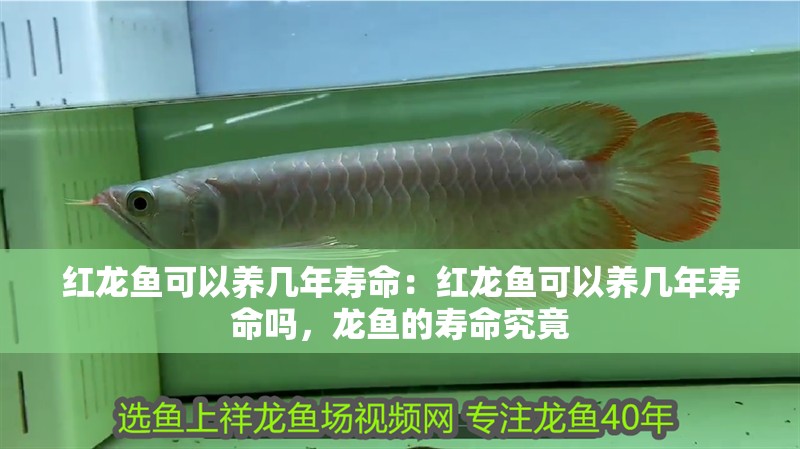 紅龍魚可以養幾年壽命：紅龍魚可以養幾年壽命嗎，龍魚的壽命究竟