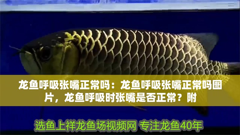 龍魚呼吸張嘴正常嗎：龍魚呼吸張嘴正常嗎圖片，龍魚呼吸時張嘴是否正常？附