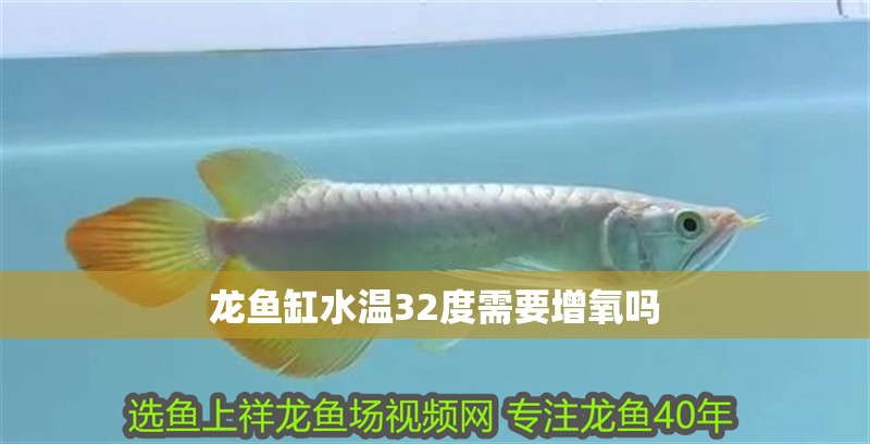 龍魚缸水溫32度需要增氧嗎