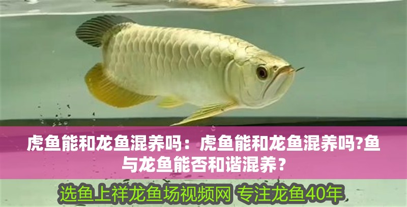 虎魚能和龍魚混養(yǎng)嗎：虎魚能和龍魚混養(yǎng)嗎?魚與龍魚能否和諧混養(yǎng)？